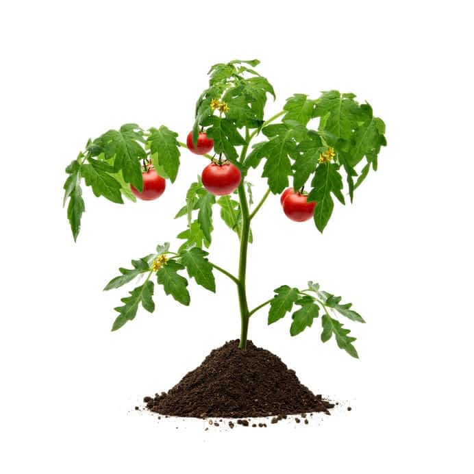 TomatoPlant